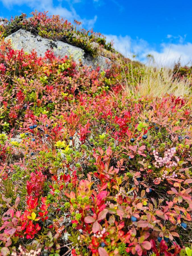 Flott Leilighet Pa Haugen I Sirdal Tjorhom Экстерьер фото