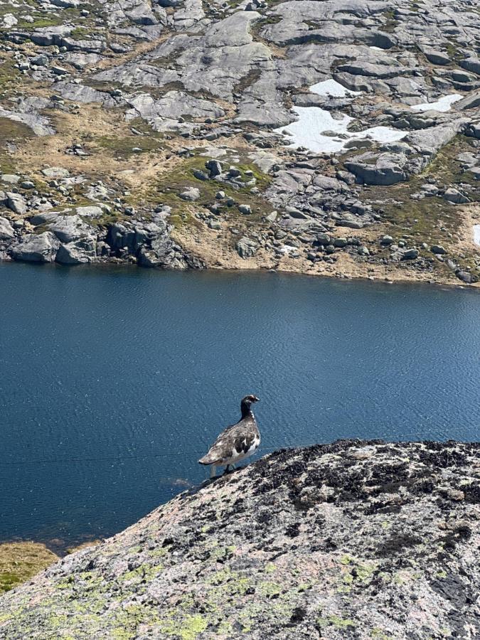 Flott Leilighet Pa Haugen I Sirdal Tjorhom Экстерьер фото